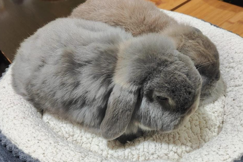 Umar.bunnies.png